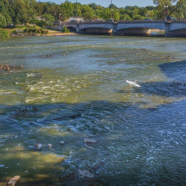 Egret in Flight - @artistviejo